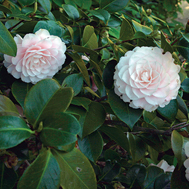 Camellia_japonica_sq