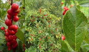 Ilex serrata 'Sundrops' (Japanese winterberry)