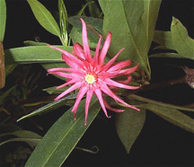 Illicium mexicanum (Mexican anise tree)