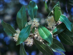 Prunus caroliniana (Carolina cherry laurel)