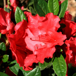 Rhododendron Bloom-A-Thon® Red