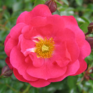 rosa-flower-carpet-pink-supreme_sq