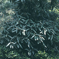 viburnumrhytidophyllum_suemason_1_sq